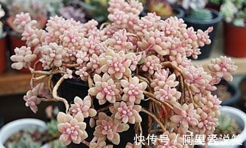 光照|不容错过的8款粉色系多肉,颜值高好养护,仙气十足,适合新手!