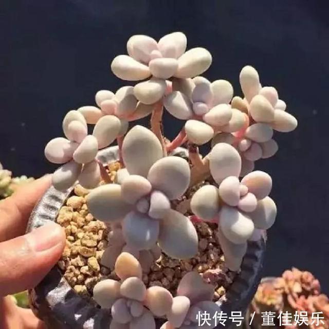 3种多肉养不死,丢在花盆里,3个月长满盆,小白变高手