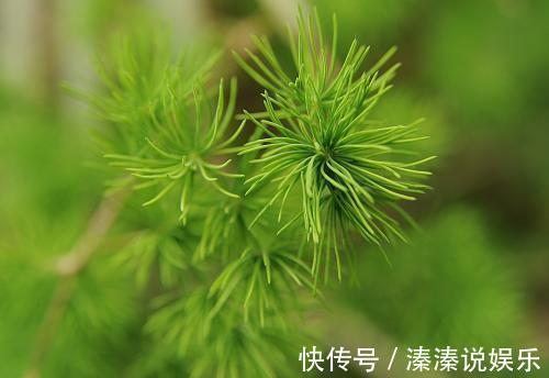 烂根|盆里加点宝，透气防烂根，养花好帮手，养一盆旺一盆！