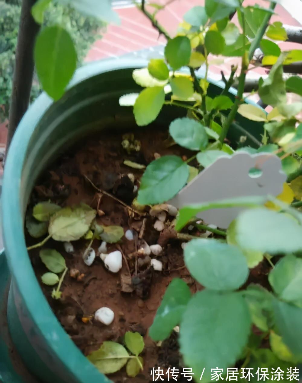 小便宜|7月买花,遇到4种情况,再喜欢也别买,养不活,都是商家的智商税