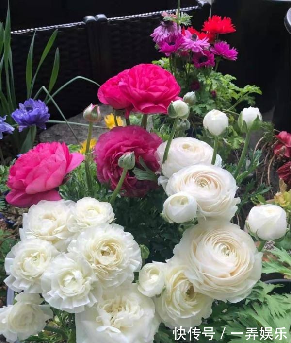 被名字耽误的“三种花”，名字虽土颜值高，关键是高温夏季也勤花