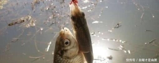 透露|冬钓不会调漂?老钓友首次透露调漂三大原则,钓友:怎么现在才说