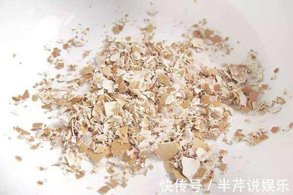 周胖子|厨房这种东西千万别扔了,兑醋一浇绿萝疯涨爆盆,比肥料还好使!