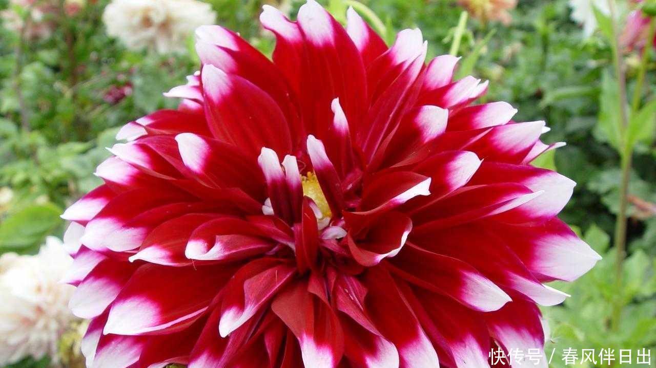 连开半年的花,花朵大姿态美,这个优质品种你养过吗?