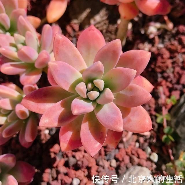 浇水|多肉盛夏“浇水经”1分钟学会,度夏不用愁,高温亦无忧