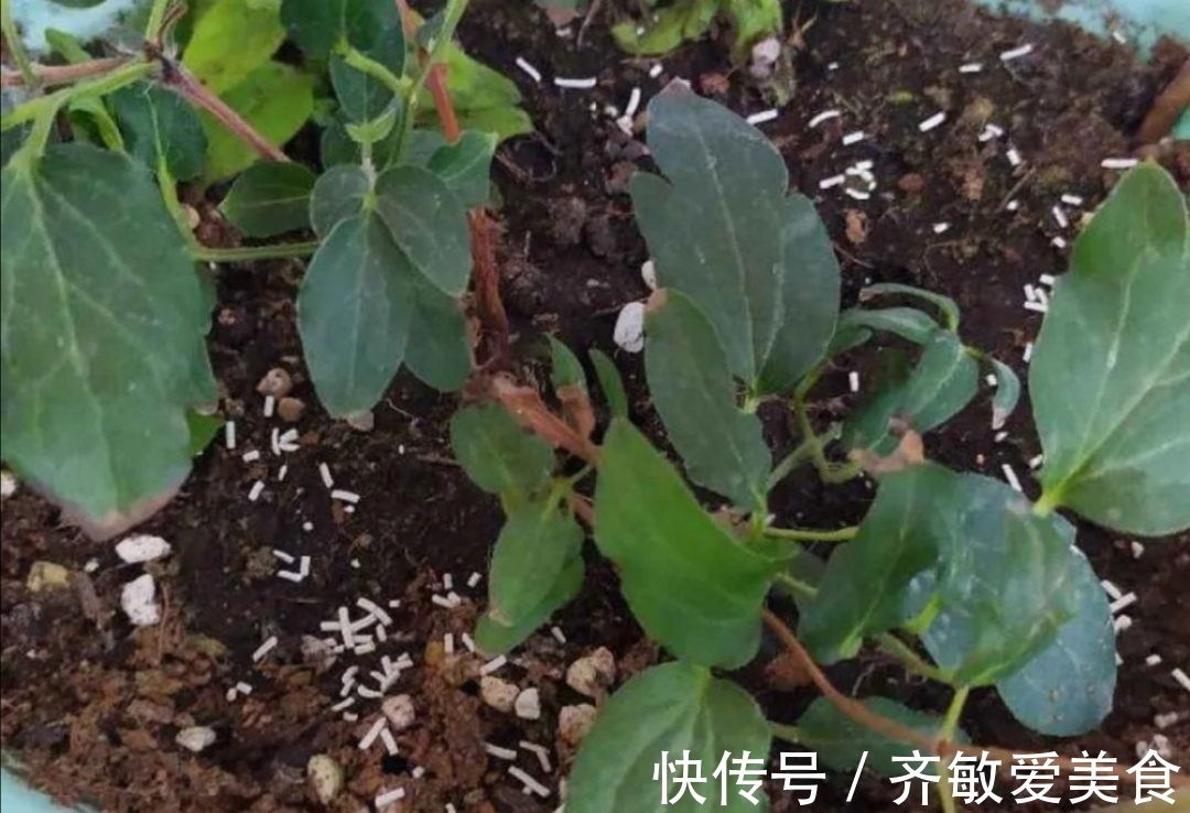 花盆里出现小黑飞怎么办？只用2招，全部清除干净