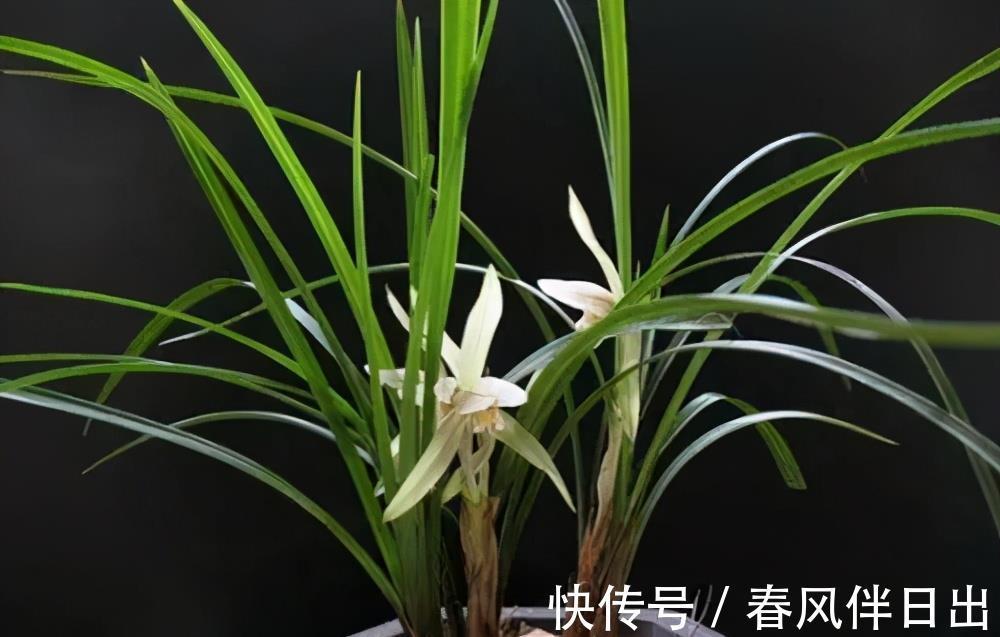 盆期|第一次养兰花长不好?放弃还是继续,看看老花匠怎么说