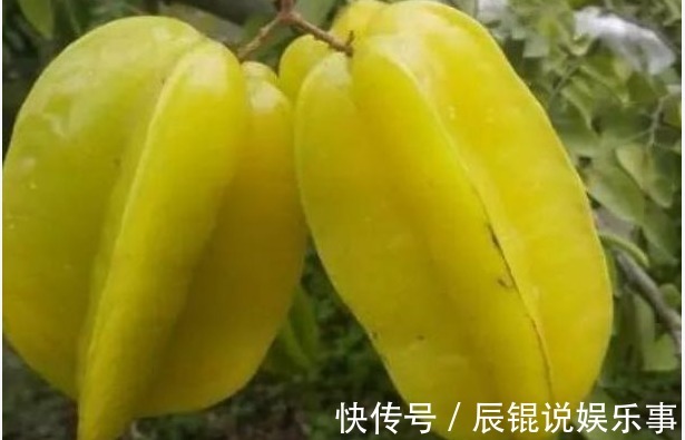 修剪|杨桃降低血脂、生津止渴，农民种植只需掌握四点，收获高产杨桃