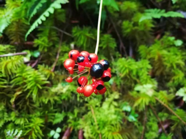 生物|杨向红镜头下的玉龙雪山奇花异草，见证了丽江生物多样性之美