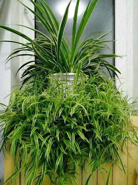 叶片|不懂养花方法就养4种花,只管浇水,松松长到爆盆