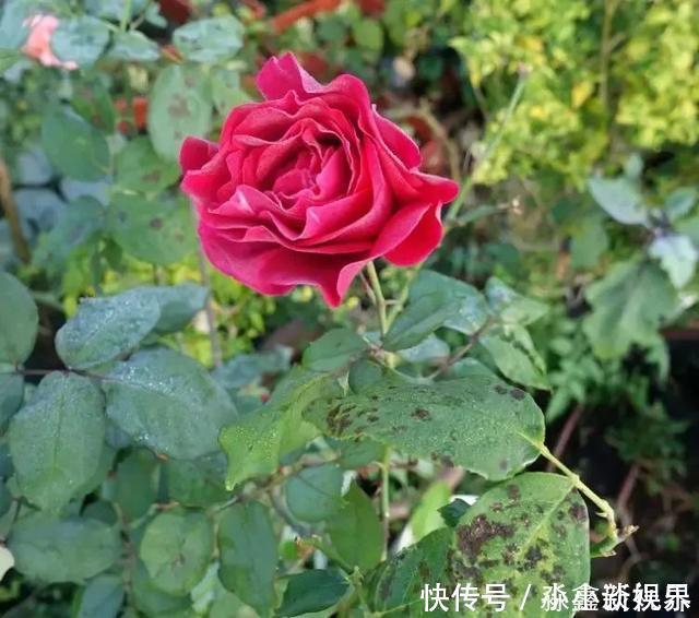 黑斑病|养花时很容易出现的6种病虫害，蚜虫、介壳虫和红蜘蛛都要可清除