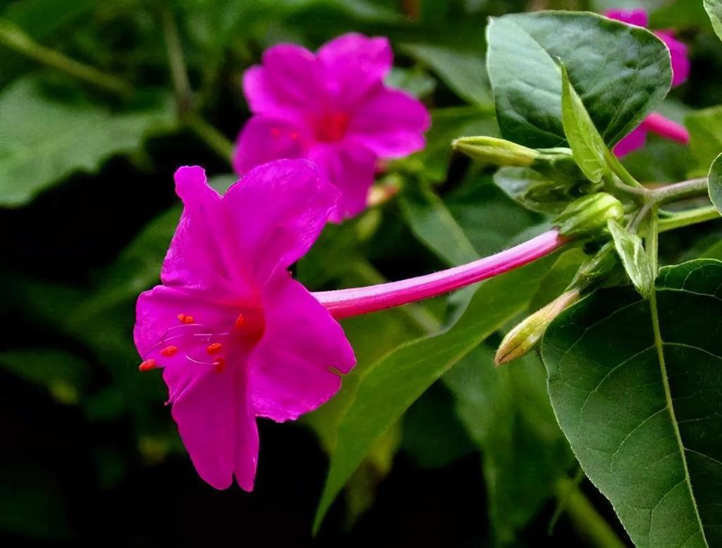  惊艳|这几种花都是“一年生”，虽然花期有限，但开花时绝对惊艳众人