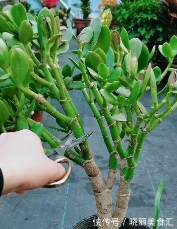 玉树的叶片被冻伤以后,应该怎么处理