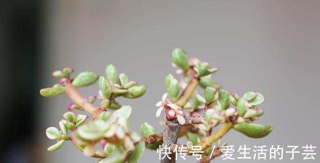 养花|养多肉雅乐之舞,做好5要点、注意3事项,叶片嘭嘭肥起来,美极了