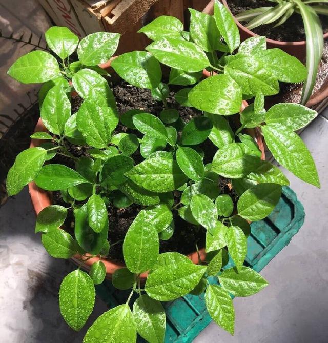 1种“水果”,秋天剪1个枝插盆里,20天长根,年年结满果,吃不完