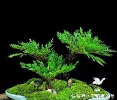 干旱|3种“野草”，挖回家里做“盆景”，价格飙升，仿古大气，别错过