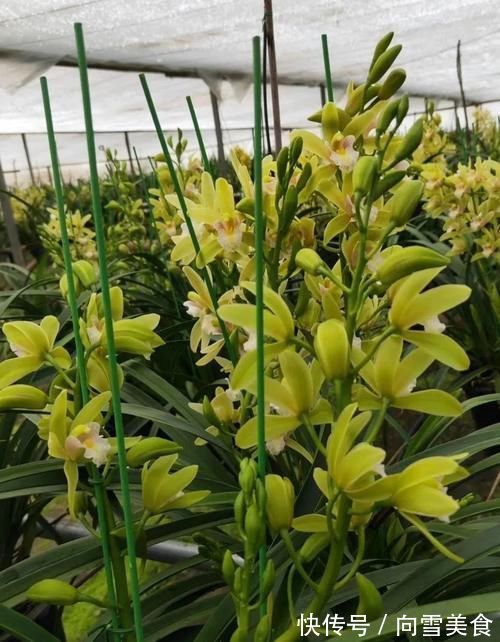 大花蕙兰养殖方法,秘诀不过4点,新手兰友可参考