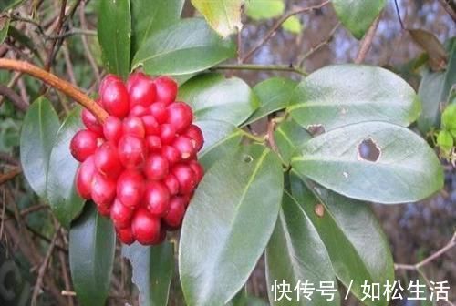 三氧化硫|肝不好吃什么?常吃这6种食物,修复肝细胞,肝脏会慢慢变好