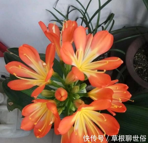 养花浇水需谨记不犯''4个常见错误'',黄叶烂根统统都不见