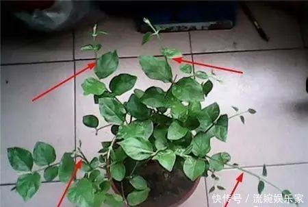 妙招|茉莉花这么养,花争着开,只需几个妙招,修剪是重点