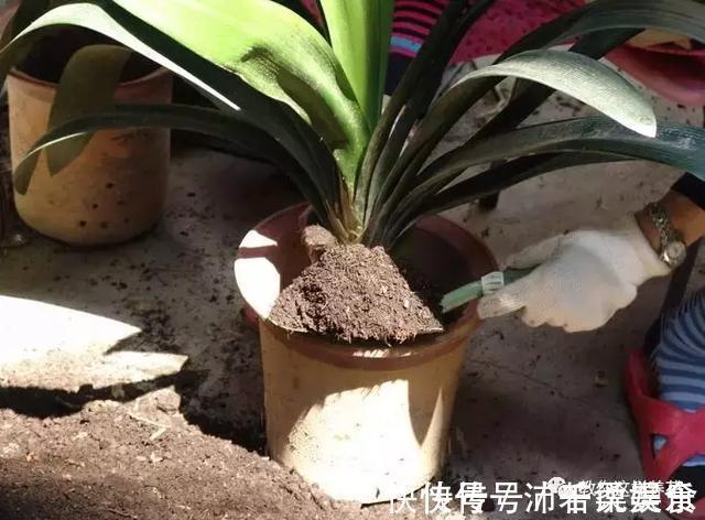 腰肥|君子兰肥到流油,长寿花开不断,原来他用了1个小方法!