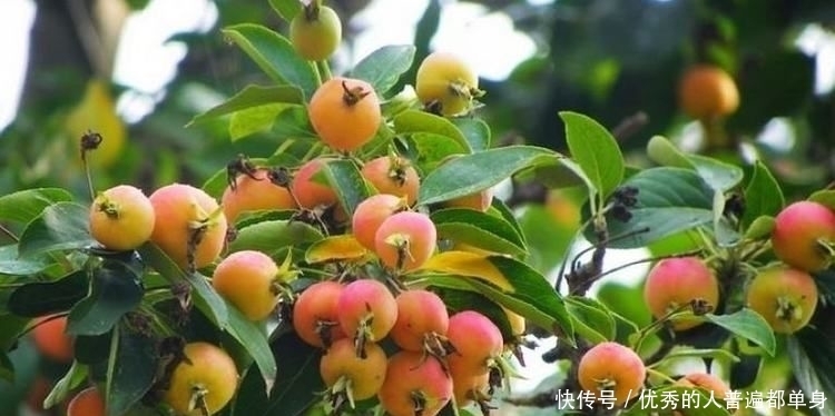 秋天适合多吃3种食物，美容养生、皮肤细腻光滑，好吃也不贵！