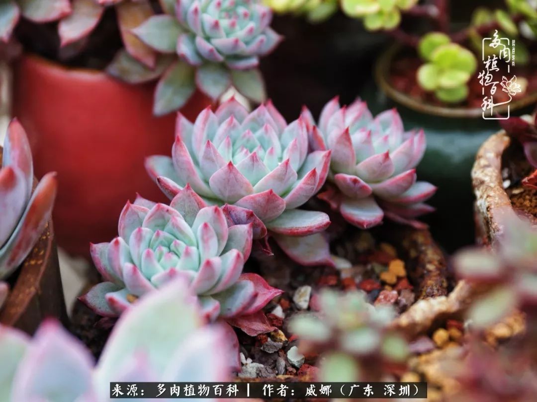 笼子里露养的多肉，越养越美！有多肉的日子伴着小确幸！