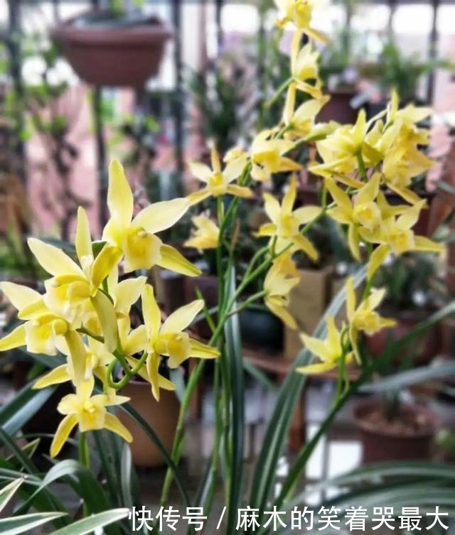 公认难养的6种花,新手慎买,养不活还浪费钱!