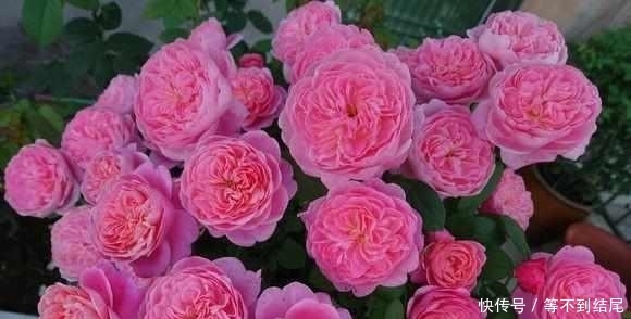 这么美的月季花,竟然是大叔用这5种水浇出来的,花朵比脸还大