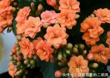 长寿花开花很难?浇水时加点这东西,花开爆满盆,天天有花赏