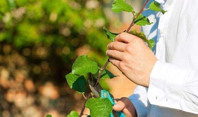 秋季“修枝”很重要,千万不能舍不得,4种方法学会一种就行了