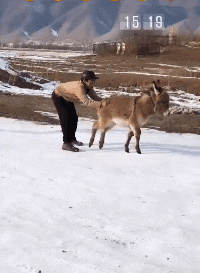 |搞笑GIF:为什么不让我吃一口热乎的,天冷了,我不想只喝汤啊