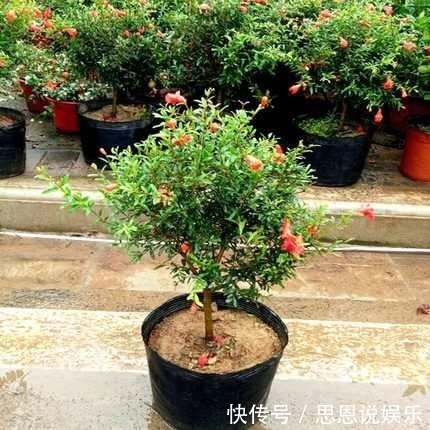 不抽烟、不喝酒,此花也要养2盆,花朵大又红,寓意子孙满堂