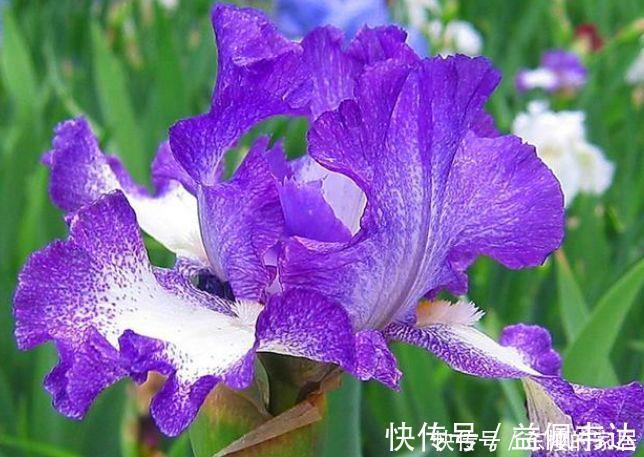 状元|4种“女神花”,婀娜多姿,漂亮高贵优雅,四季繁花似锦,美