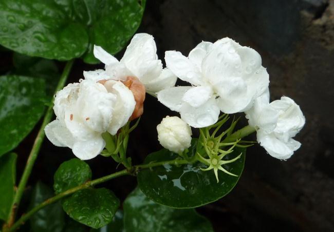 养花,不允许频繁使用高浓度肥料或水,要坚持稀肥多施的原则