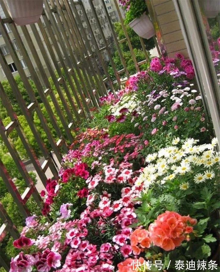 防盗窗养这5盆花,开花多、花期长,邻居看了都眼红
