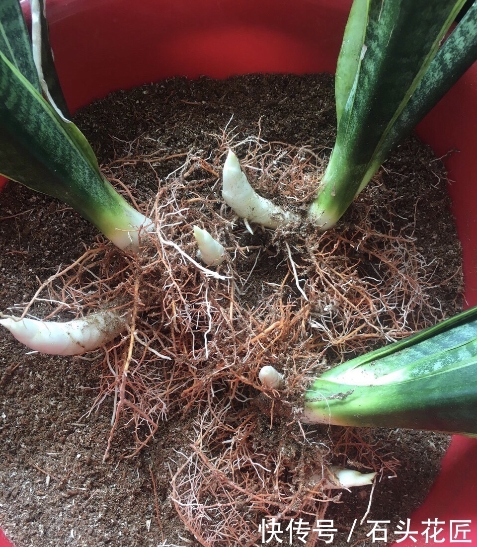 吊兰|这4种花“生崽”高产量,长1年撑破花盆,1次分出20棵