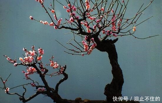 盆景十大名贵树种,你认识几种!