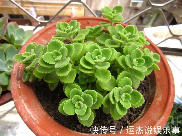 公认的“六种健康花”,建议至少养一盆,好看好吃,有些还喷香