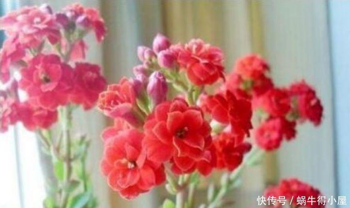 清明前后,不能错过的4种招财花,不用管理也能长得旺,开花不断