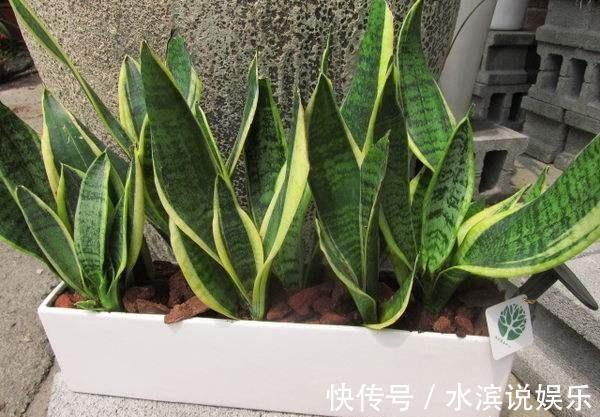 毛根|无根“虎皮兰”，上盆简单，2样东西一掺，毛根嗖嗖长，叶子高大