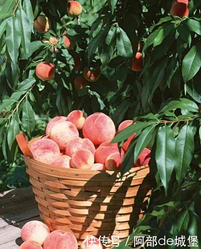 曝光|老中医曝光:让你长寿的5种水果,还没收藏的别后悔!