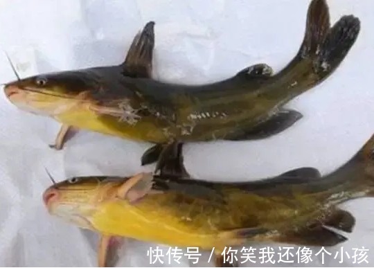 鱼肉|别再被卖鱼的骗了!这几种鱼才是营养价值最高的,美味又养生!