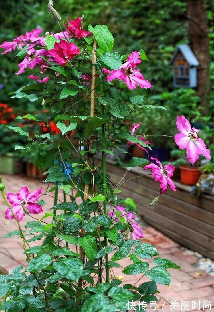 薇月|四年前,接手了朋友带120㎡院子的房子,打造成花园后朋友羡慕了