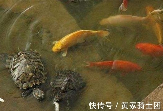 觉清#令人会心一笑的2首古诗词,水平不俗,千年后读来妙趣横生