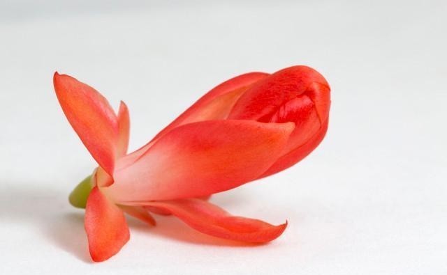 学会|蟹爪兰别放3处养,花量打折扣,学会换位置,收获不一样