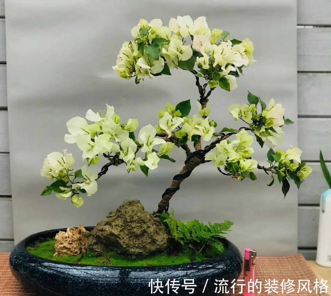 这花就要养老桩,年年开花,越老越值钱