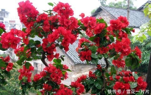 家里有空盆这“4种花”现在栽一盆,一入秋就“开成大花球”