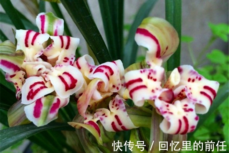 天蓬元帅@它是兰花界“天蓬元帅”?花朵酷似牡丹,味道胜香水,种植超简单