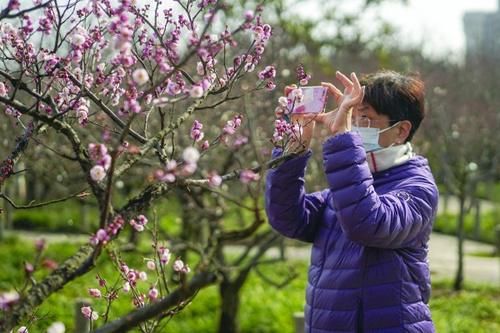 中薪|青年报:梅香来，春意动